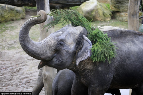 320名圣诞老人集体冲浪？八一八圣诞节奇闻趣事