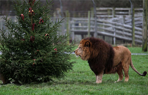 320名圣诞老人集体冲浪？八一八圣诞节奇闻趣事